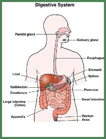 Calcium Bentonite Clay Natural Colon Cleanse and Internal Detox